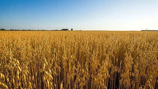 Midwest Oat Growers Seek Revival Amid Lack of Support from Big Agriculture