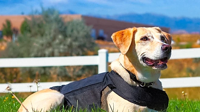 Veterinarians Recommend Dog Harnesses for Improved Safety and Comfort