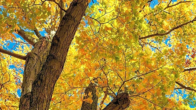 Maryland Experiences Fall-like Weather with Crisp Temperatures