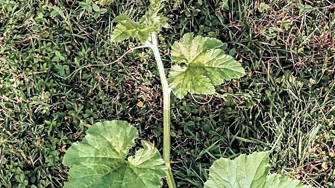 Fall Season Ideal for Planting Native Perennials, Experts Advise
