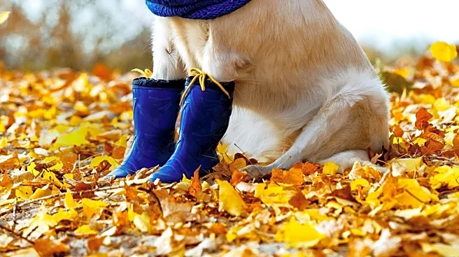 Golden Retriever Puppy Charms Internet with Cowboy Hat and Boots