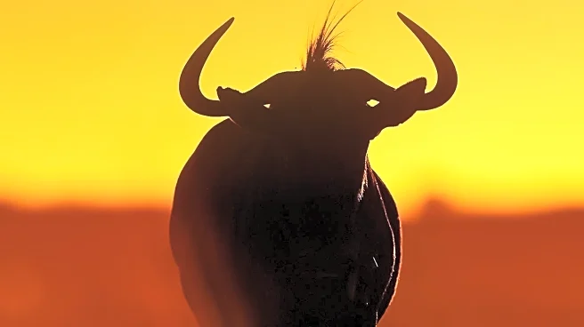 Fife Farmer Faces Tragedy as Pregnant Water Buffalo Drown in Mud