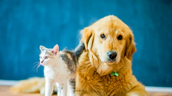 Golden Retriever Puppy and Cockatoo Form Unlikely Friendship