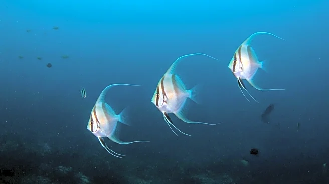 Three New Snailfish Species Discovered in Pacific Ocean Depths