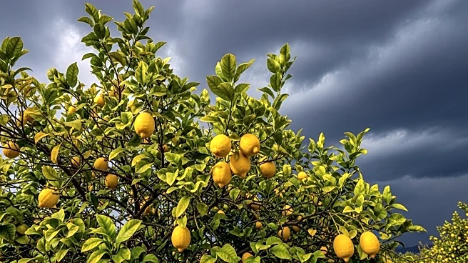Turkish Lemon Farmers Suffer 40% Crop Losses Due to Extreme Weather