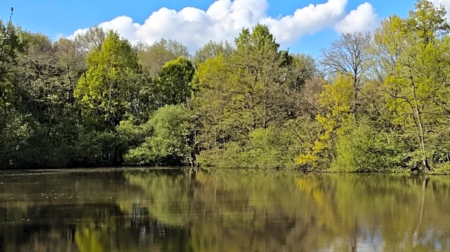 Reflections on Peace and Home in Woodland Near River Thames