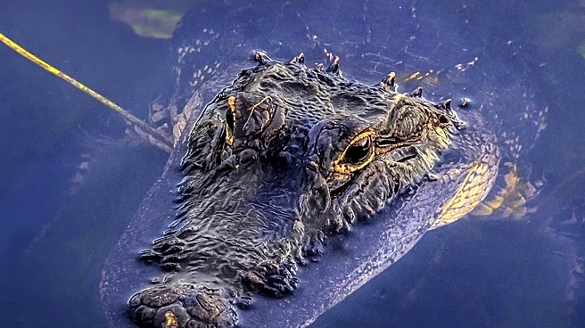 US Influencer Mike Holston Investigated for Crocodile Wrestling in Australia
