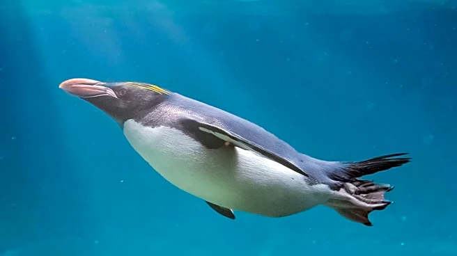 Field Museum Unveils Exhibit on Post-Dinosaur Era Featuring Giant Penguins and Titanoboa