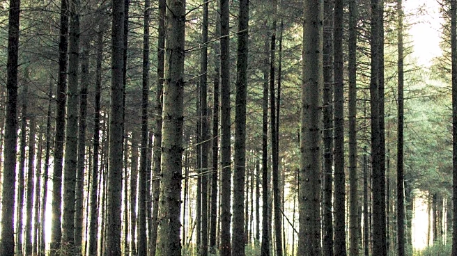 NRW Seeks Public Feedback on Gwydir Forest Management Plan