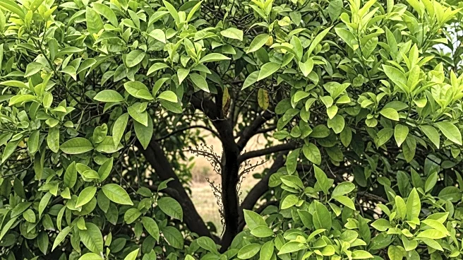 Bacterial Greening Disease Threatens Brazil's Citrus Industry, Impacting U.S. Imports