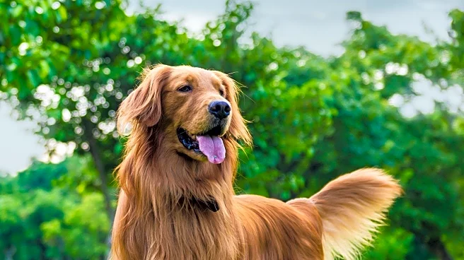 Blind Golden Retriever's Joyful Reaction to Praise Captivates Viewers
