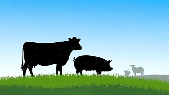 Economists Report Growth in Beef and Pork Production Amid Decline in Lamb Output
