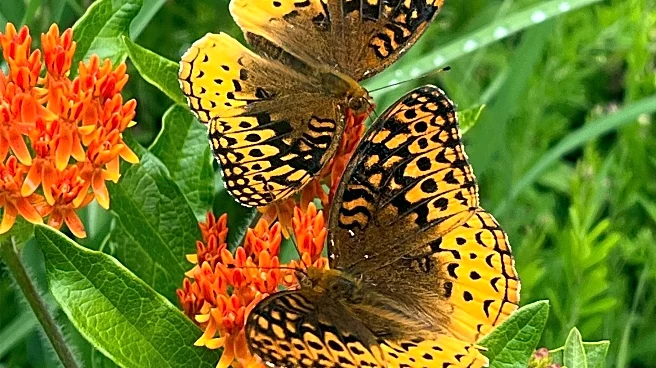 Native Plant Gardening Gains Popularity Amid Concerns for Bees and Butterflies