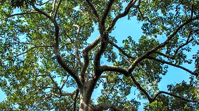 Chapman University Graduate Preserves Altadena's Green Legacy Through Tree Stories