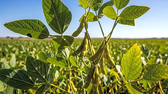 Uncertainty Looms Over US Soybean Market Amid Harvest Season