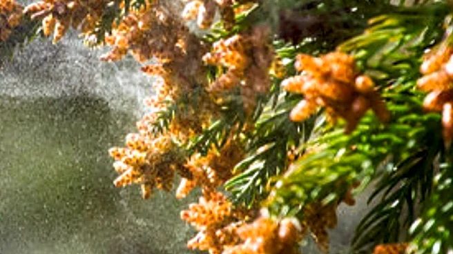 High Pollen Levels in North Texas Impact Allergy Sufferers