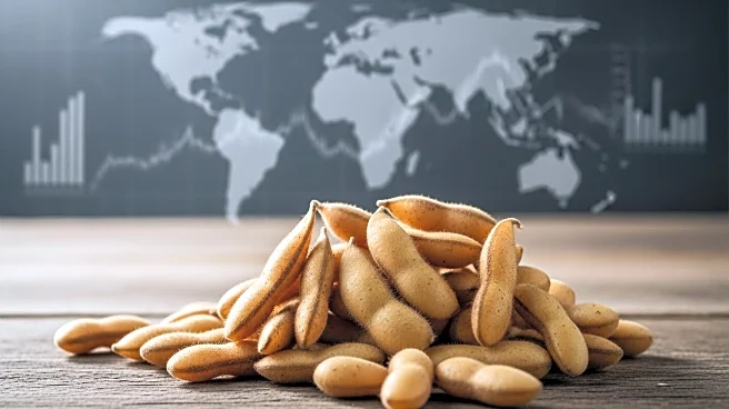 Soybeans Rise Amid USDA Report Anticipation and Global Market Concerns