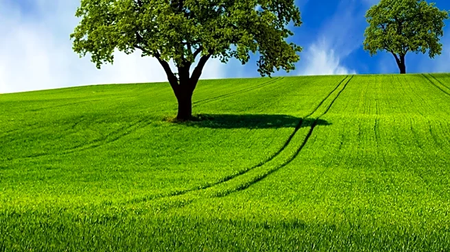 Chapman University Graduate Promotes Altadena's Green Legacy Through Tree Stories