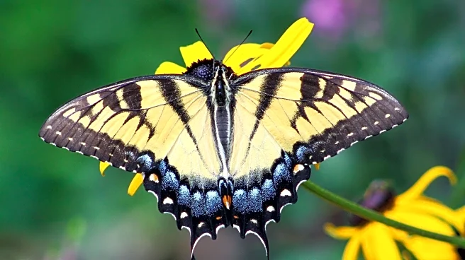 The Secret Garden Hosts Annual Butterfly Festival to Celebrate Pollinators