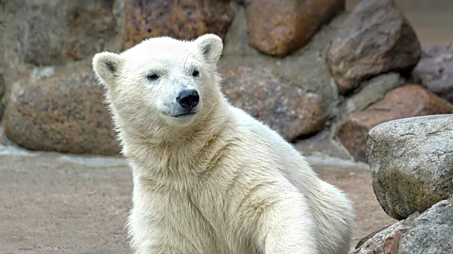 Brookfield Zoo Welcomes New Polar Bear Amidst Animal Exhibit Changes