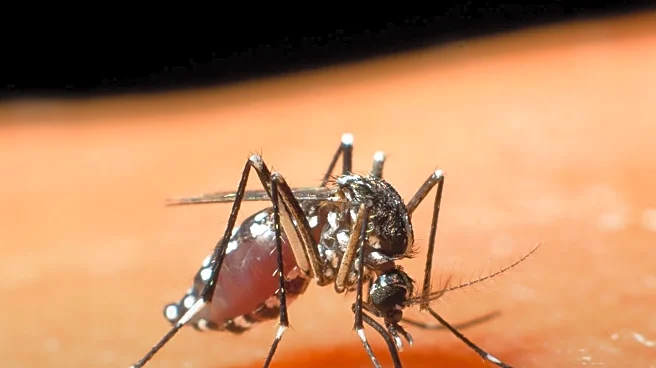CDC Warns of Chagas Disease Spread by Kissing Bugs Across the U.S.