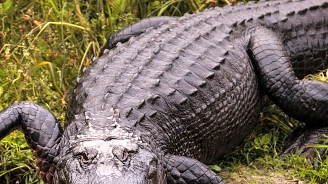 Florida Woman Rescues Puppy from Alligator Attack