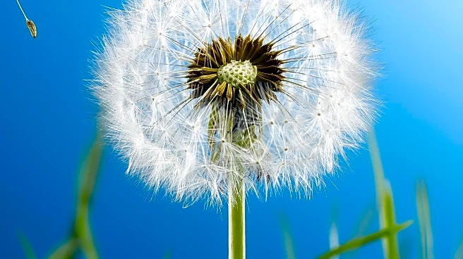 High Pollen Levels in North Texas Trigger Allergy Symptoms
