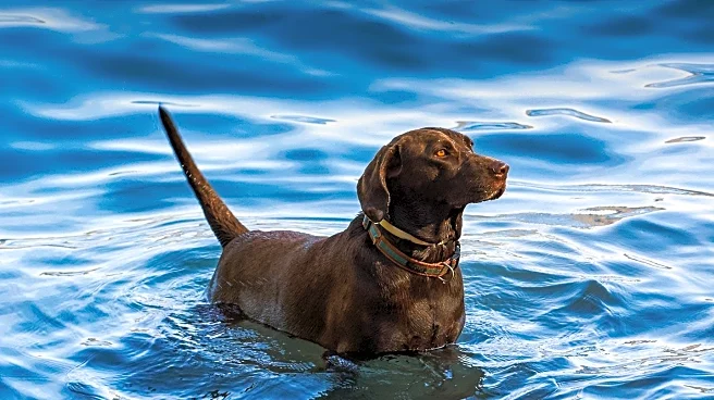 K9 Aquatic Center Offers Therapeutic Swimming for Dogs in Washington, D.C.