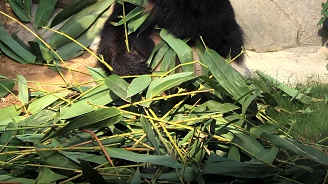 Smithsonian National Zoo Celebrates Giant Panda Qing Bao's Fourth Birthday with Festive Event