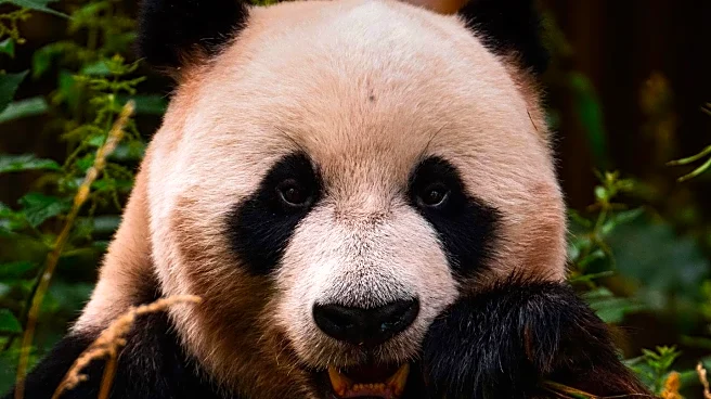 Zoo Celebrates Giant Panda's Birthday Amid Weather Concerns