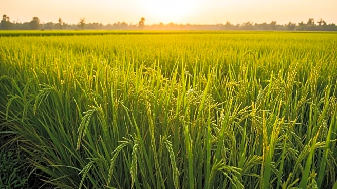 President Questions $150,000 Rice Grant's Impact on Fiji's Self-Sufficiency