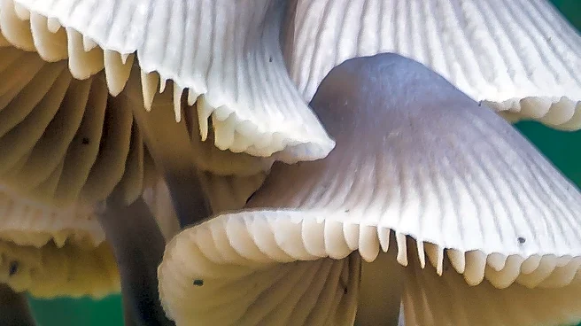 NPR Explores Toxicity and Spread of Death Cap Mushrooms
