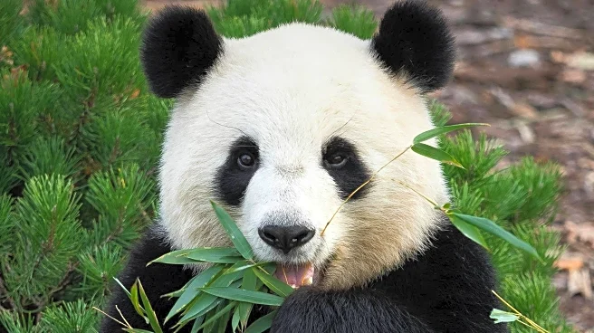 Smithsonian's National Zoo Celebrates Qing Bao the Panda's 4th Birthday with Special Treats