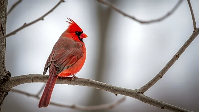 Cardinals' Jimmy Crooks Benched Amidst Playoff Push