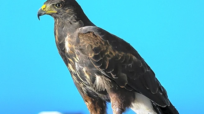 Avangrid Foundation Launches 2025 Wildlife Rehabilitation Grant Program