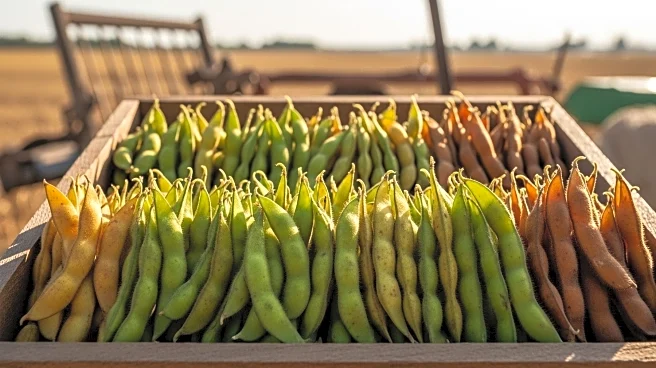 USDA Reports Initial Progress in Soybean Harvest Across Key States
