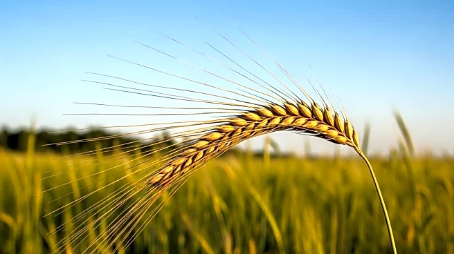 Study Reveals Barley's Mosaic Origin from Wild Populations, Influencing Agricultural History