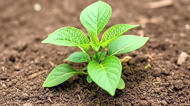 Agriculture Professor George Fouad Antonious to Edit Special Issue on Soil Pollution