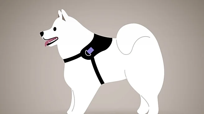 Samoyed Dog Fakes Injury to Gain Attention After Sibling's Surgery