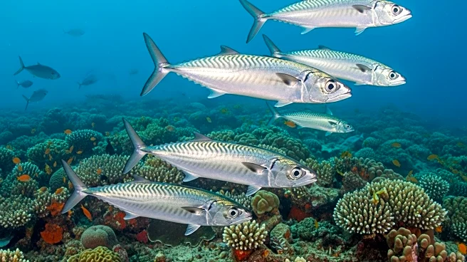 Scientists Recommend 70% Reduction in Mackerel Fishing to Prevent Stock Collapse