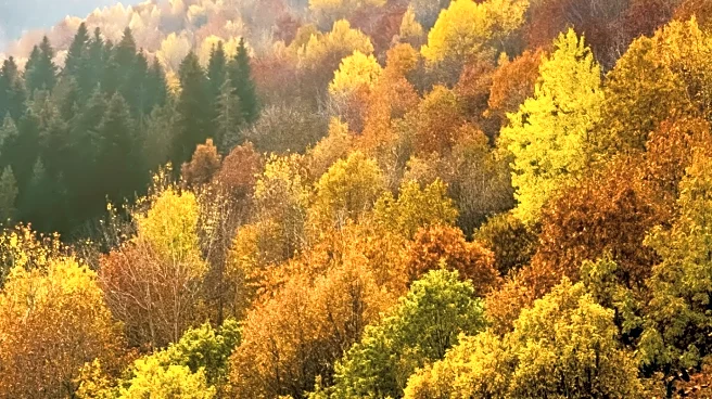 Forestry England Reports Vivid Autumn Colors Due to Climate Patterns