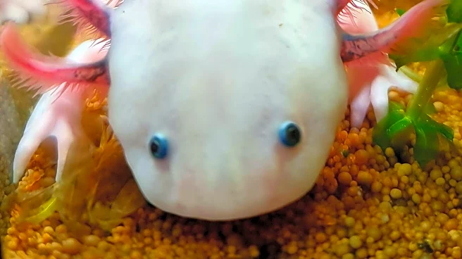 Children's Publishers Embrace Axolotls in New Book Releases, Captivating Young Readers