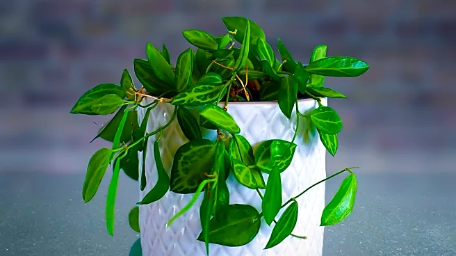 Houseplants Like Devil's Ivy Enhance Indoor Air Quality by Removing Toxins