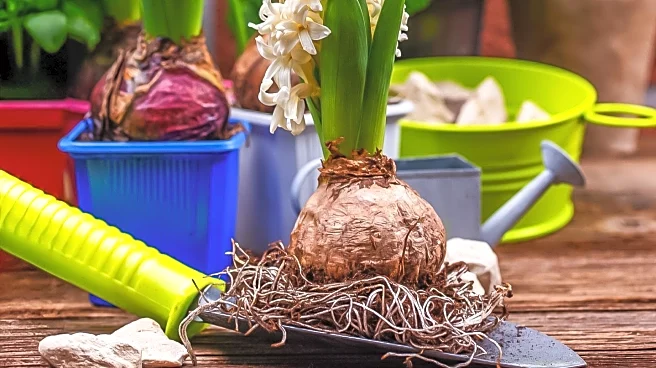 Gardeners Encouraged to Plant Bulbs at Night for Optimal Growth