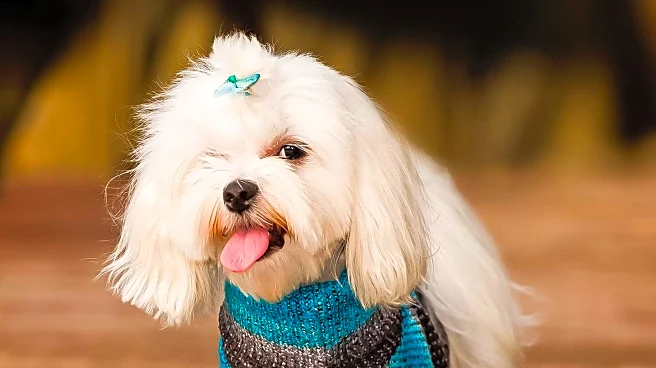 Dog's Shaved Legs After Surgery Spark Viral Fashion Comparisons