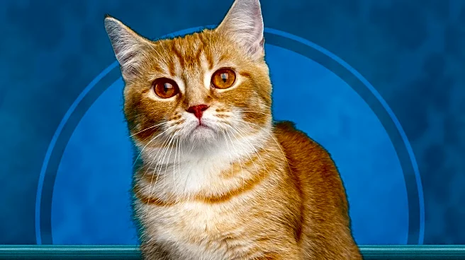 Delivery Driver Returns Lost Cat to West Hollywood Owner Amid Social Media Controversy