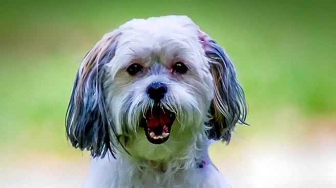 Deaf Dog Finds Forever Home After 1452 Days in Shelter
