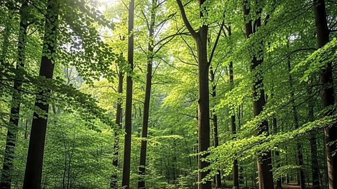 Grown in Britain Certification Achieves Key Government Timber Status, Boosting Domestic Forestry