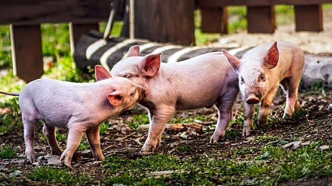 Animal Rescue Center Saves Blind Piglet Found on Busy Road