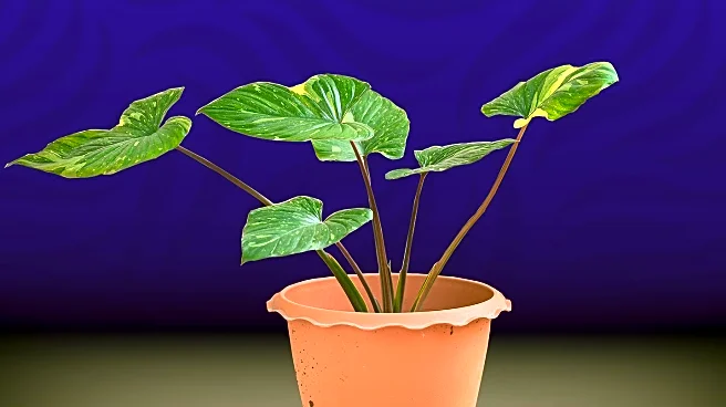 Houseplants as Natural Insect Repellents: A Green Solution for Kitchens